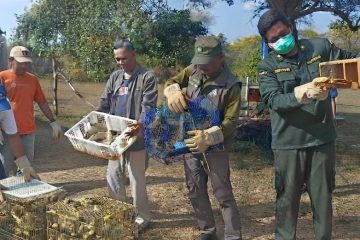 Petugas Karantina Bali menggagalkan penyelundupan 284 burung ilegal di Pelabuhan Gilimanuk