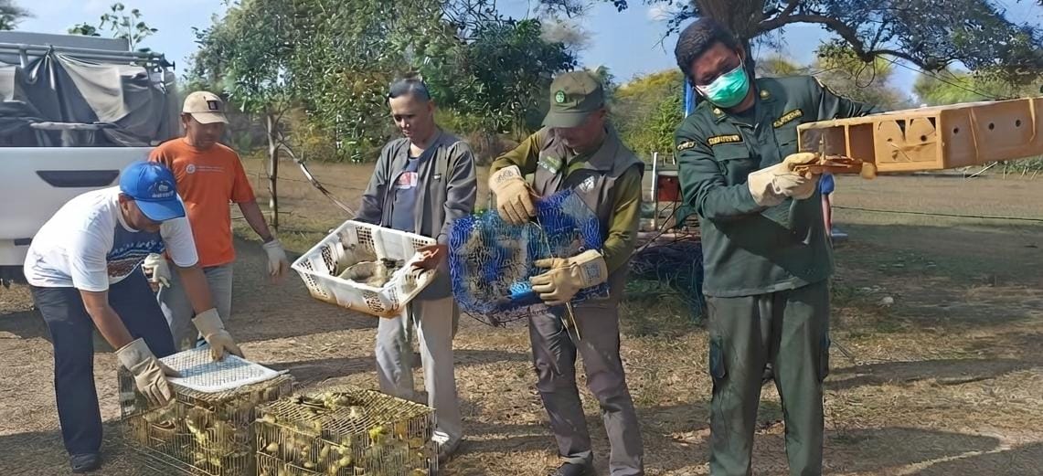 Petugas Karantina Bali menggagalkan penyelundupan 284 burung ilegal di Pelabuhan Gilimanuk